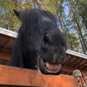 Meet your Posher, Grace